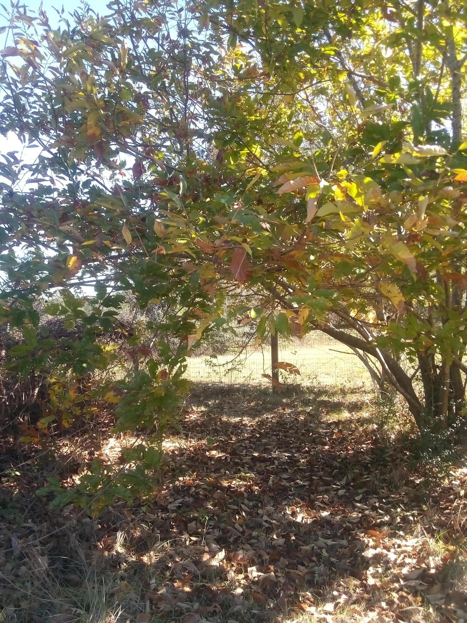 7363 Beaver Creek Road Baker, FL 32531 - Photo 21 of 29 a view of tree