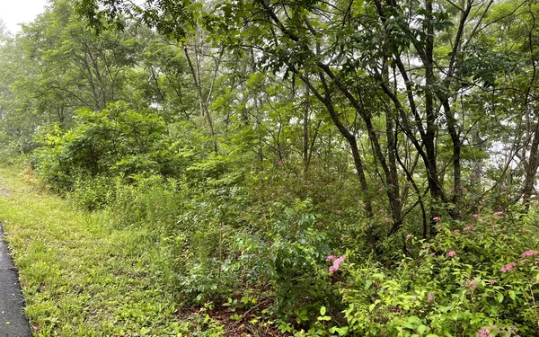 a view of a lush green forest