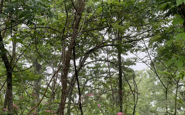 a view of tree
