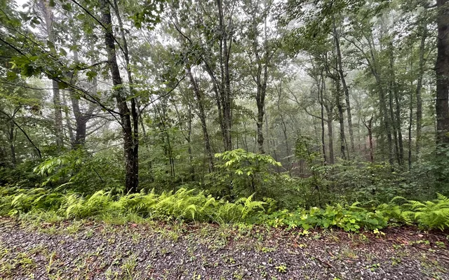 a view of a yard with plants