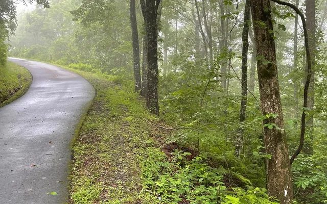 a view of a forest with trees