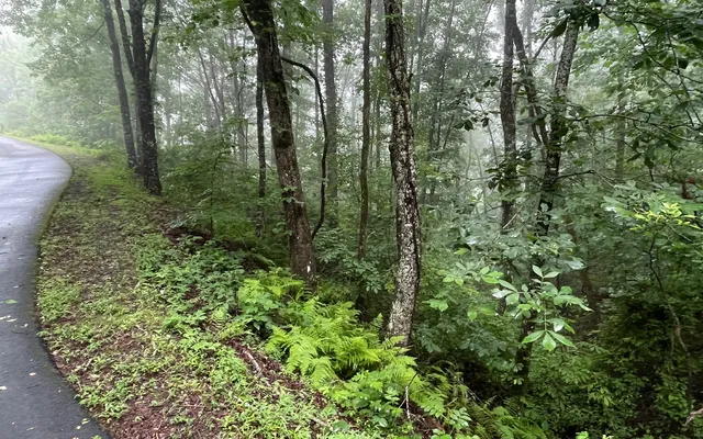 a view of a lush green forest