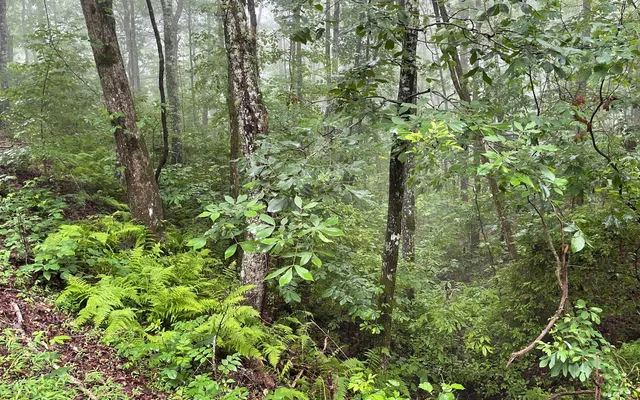 a sign board with a tree