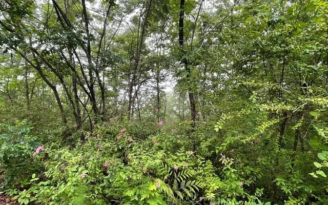 a view of a lush green forest