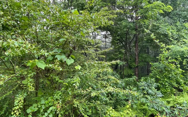 a view of a lush green forest