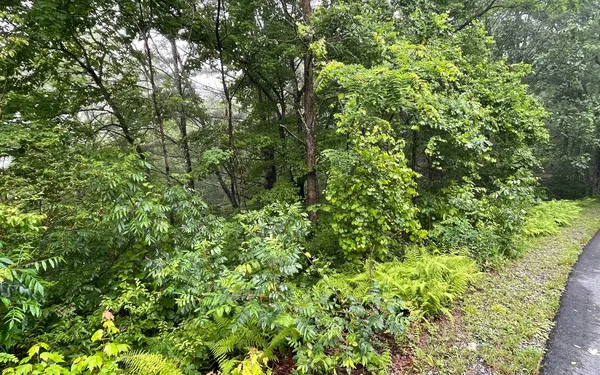 a view of a lush green forest