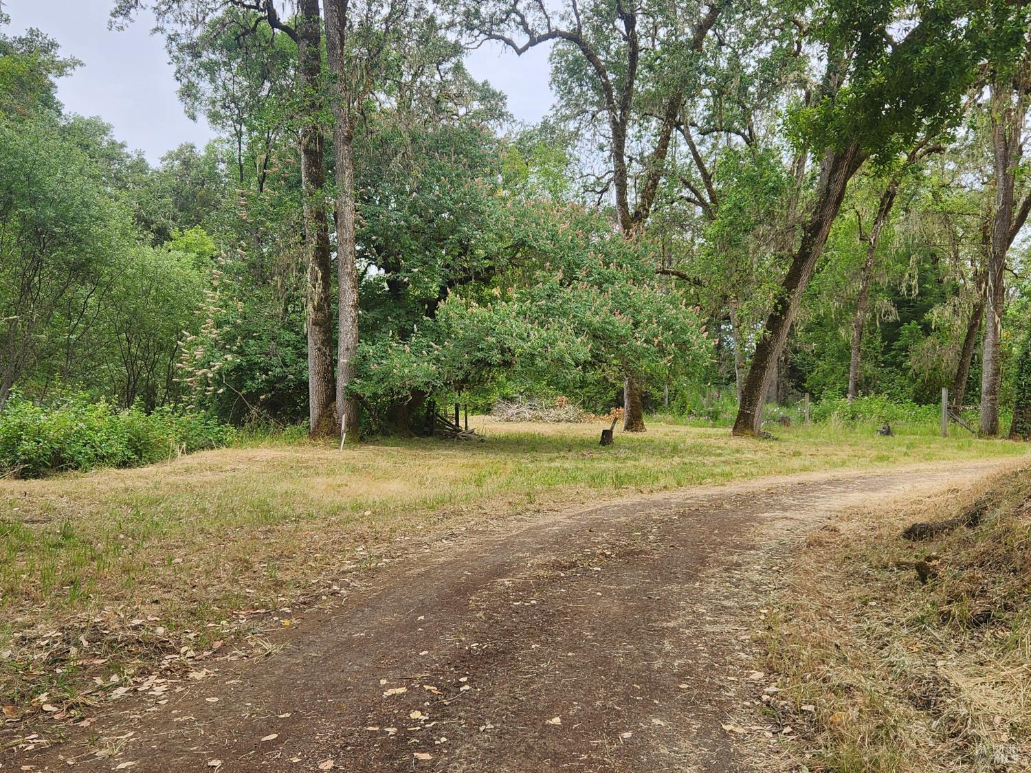3970 Canyon Road Willits, CA 95490 - Photo 72 of 73 a view of a tree in the middle of a yard