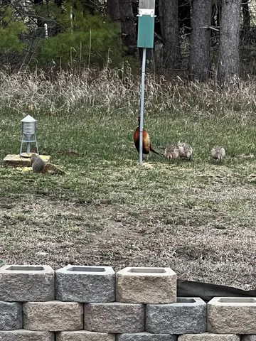 $735,000 | 37358 385th Avenue, Sauk Centre, MN 56378