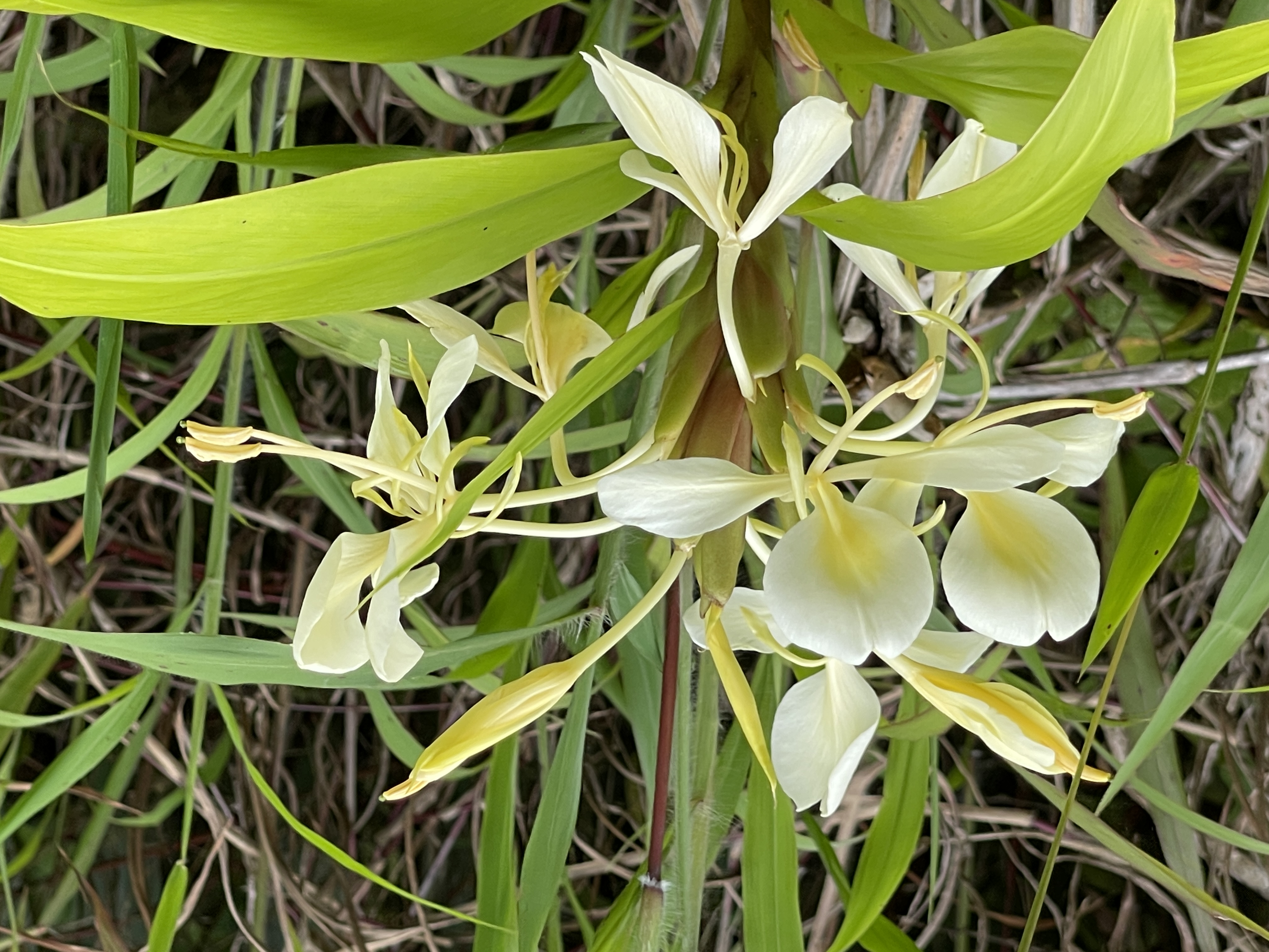 57 Makoa Road Mountain View, HI 96771 - Photo 2 of 11 a view of an outdoor space and a swimming pool