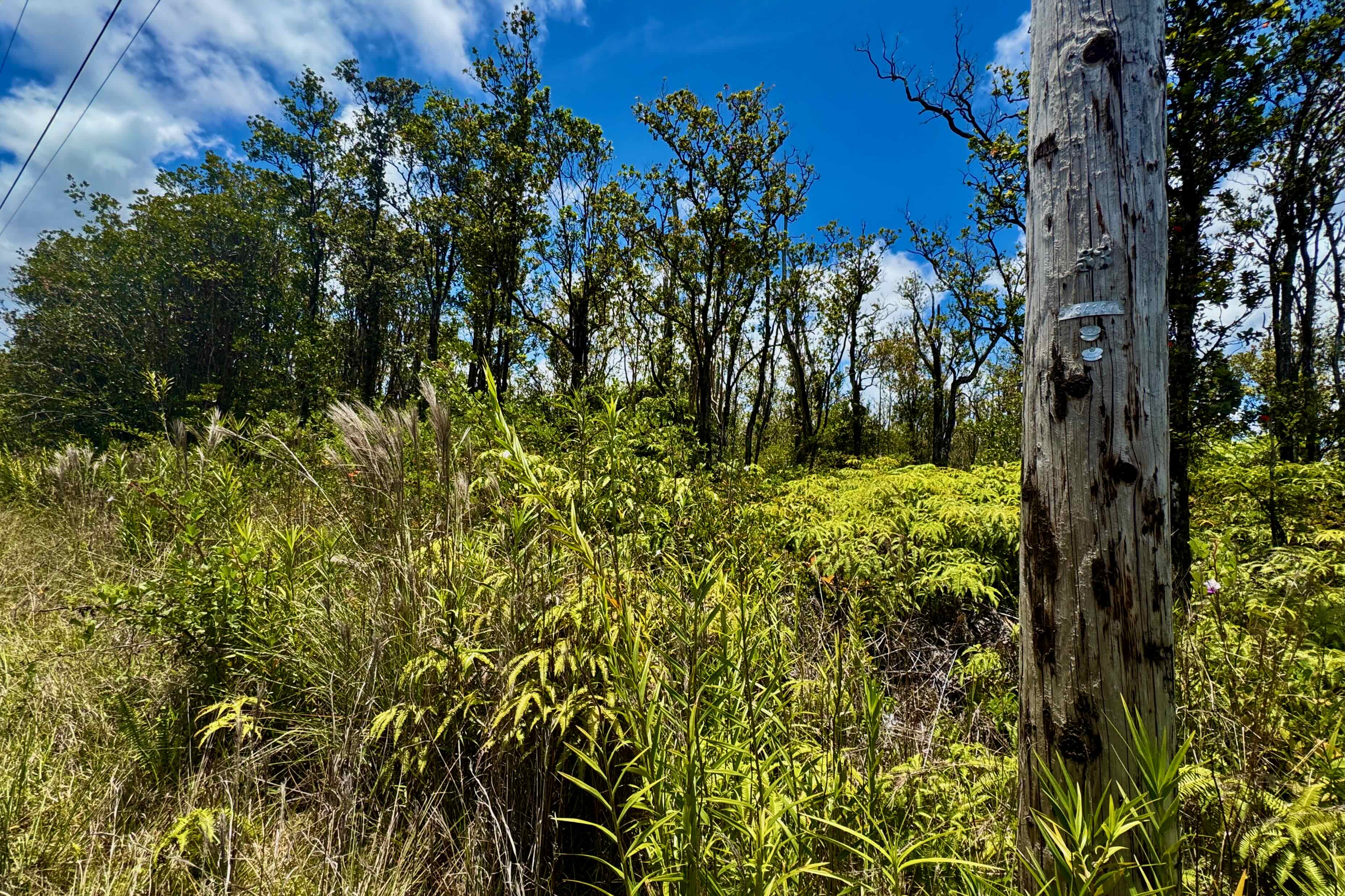 57 Makoa Road Mountain View, HI 96771 - Photo 4 of 11 a view of a yard with a tree