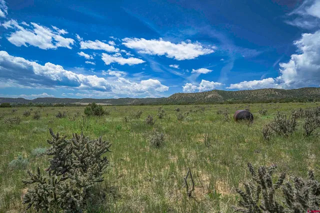 a view of a lake from a yard