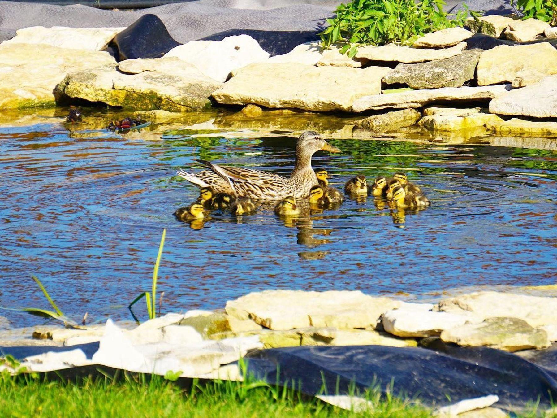 2734 Galena Place Southwest Rochester, MN 55902 - Photo 50 of 57