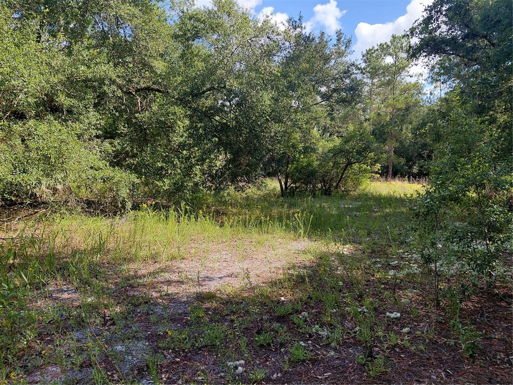 Pinon Drive Webster, FL 33597 - Photo 8 of 19
