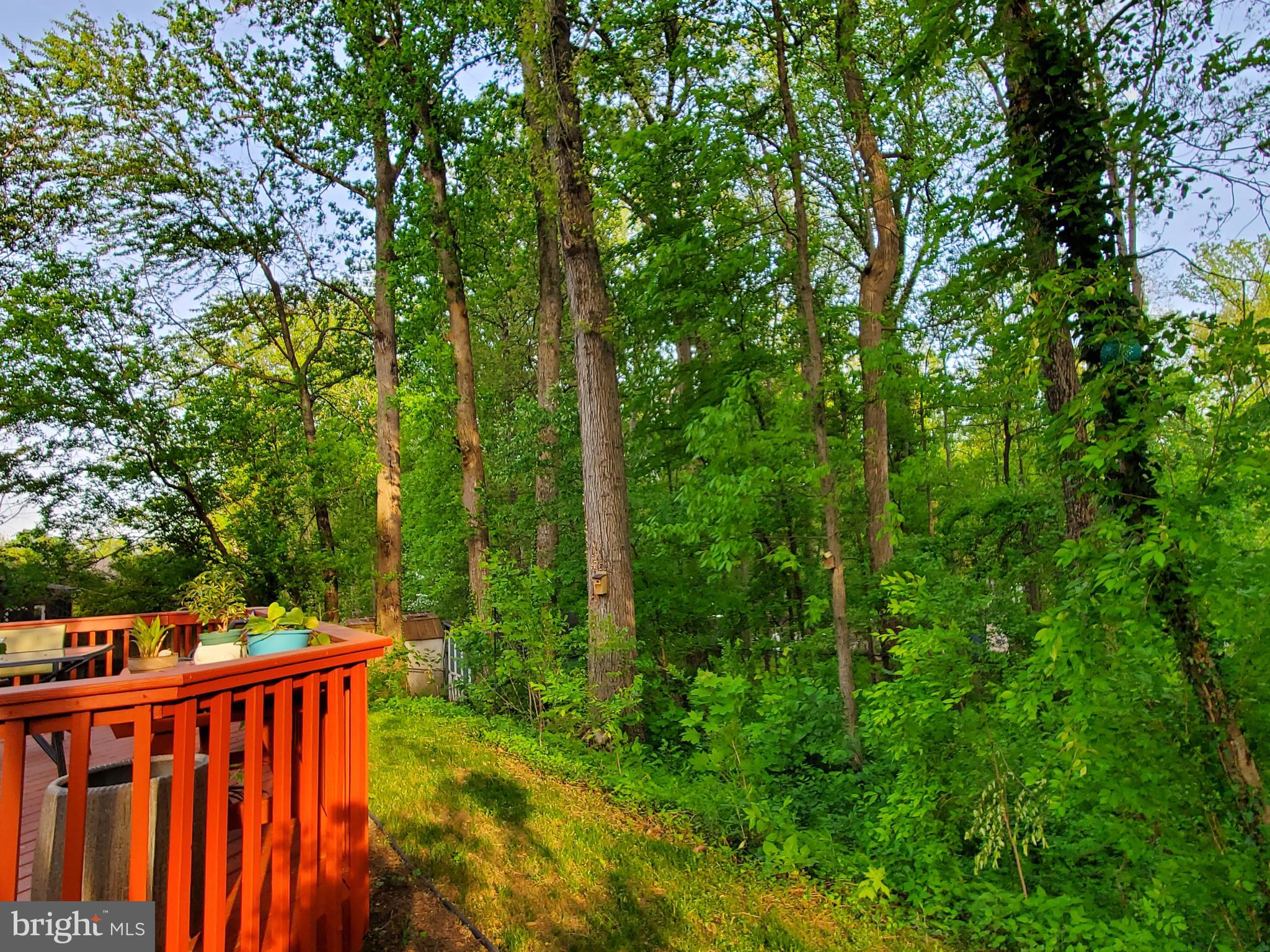 1516 Winding Waye Lane Silver Spring, MD 20902 - Photo 46 of 55 a view of a backyard with trees