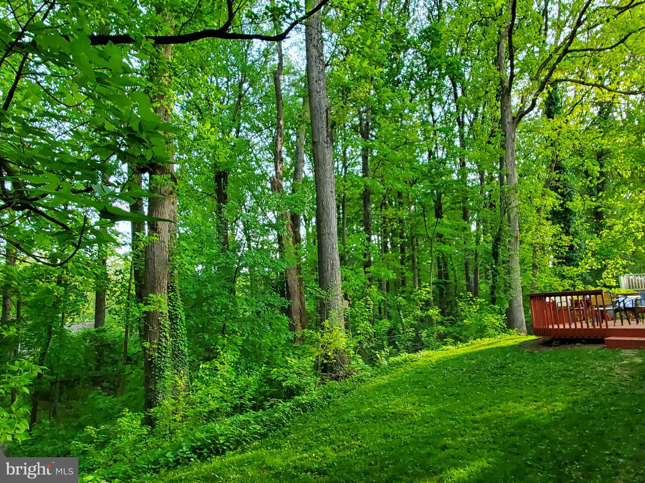 1516 Winding Waye Lane Silver Spring, MD 20902 - Photo 49 of 55 a view of a lush green forest