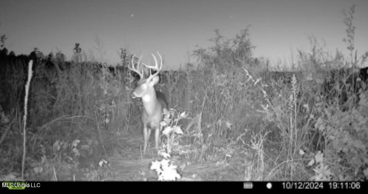 1 Highway 25 Fulton, MS 38843 - Photo 5 of 68 41