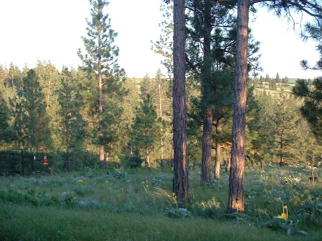26714 South North Kentuck Trails Road Fairfield, WA 99012 - Photo 7 of 20 Gallery Image 7