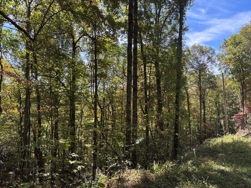 2-lots Holly Ridge Road Topton, NC 28781 - Photo 5 of 6