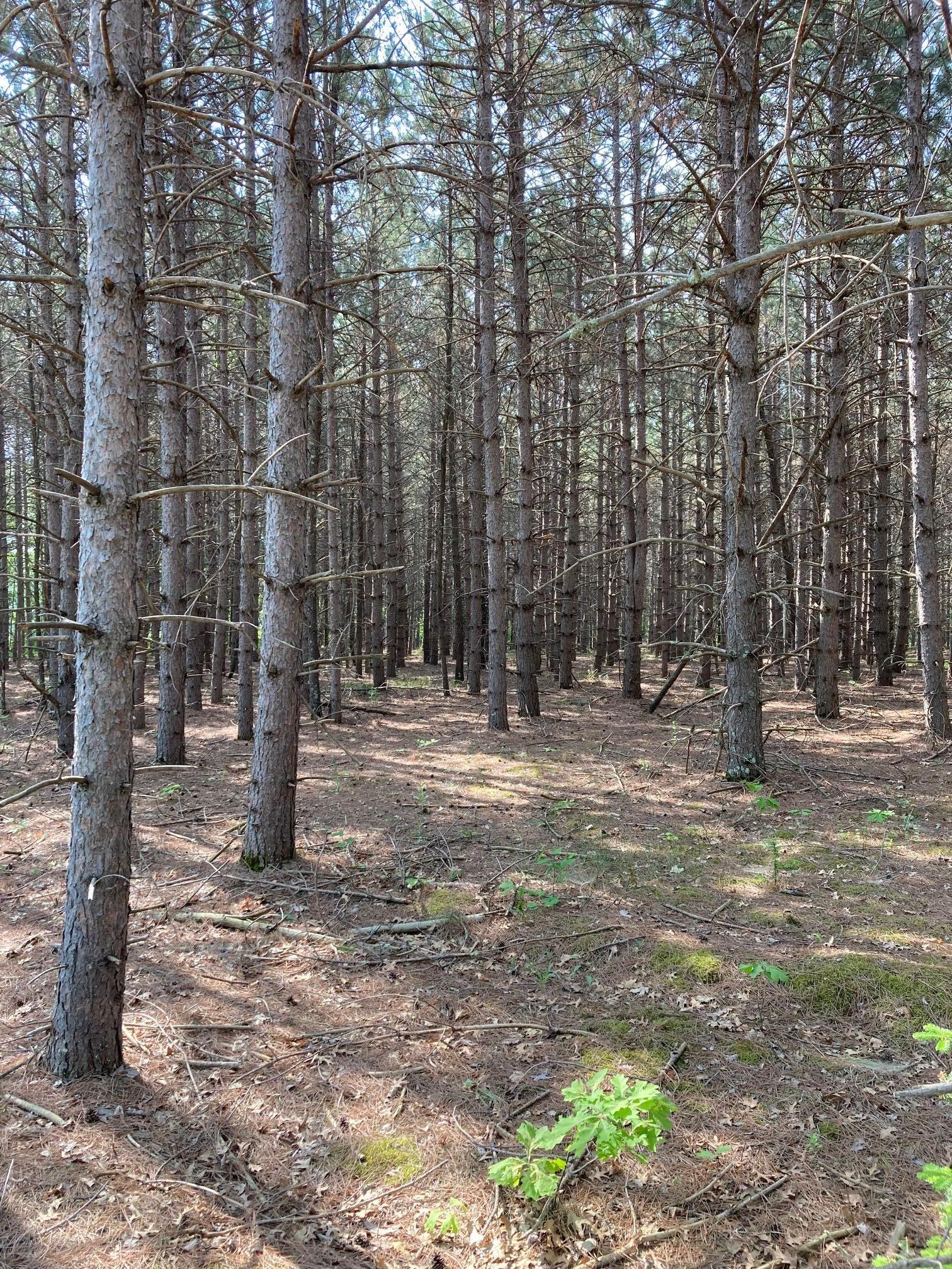 Lot 5 Fawn Lake Road Pequot Lakes, MN 56472 - Photo 8 of 10 Gallery Image 8