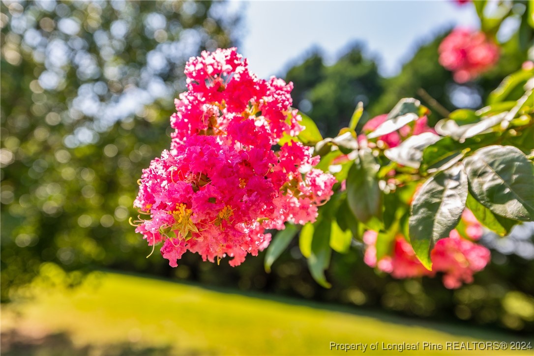 1591 Shannon Road Lumberton, NC 28360 - Photo 12 of 12 a view of a flower
