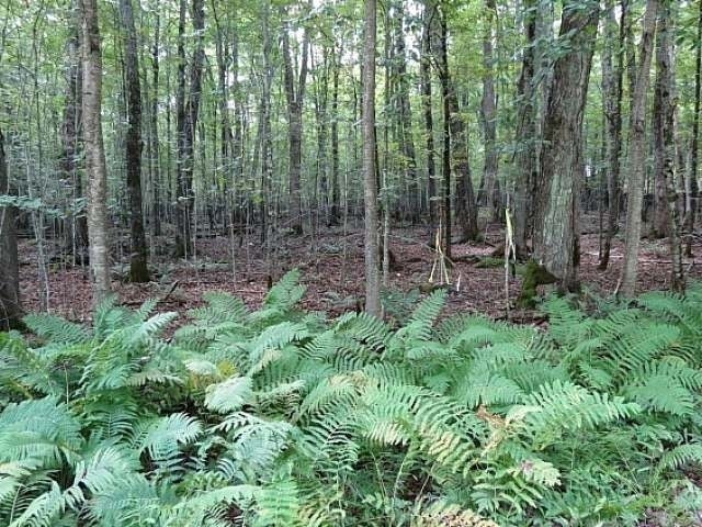 Lot 3 Timber Wolf Road Presque Isle, WI 54557 - Photo 5 of 19 Gallery Image 5