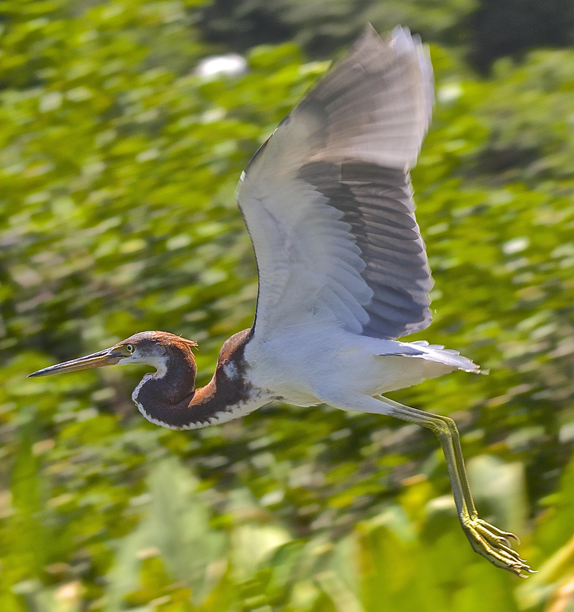 8841 First Tee Road Port St. Lucie, FL 34986 - Photo 127 of 228 261 Tri-colored Heron At Wakodahatchee W