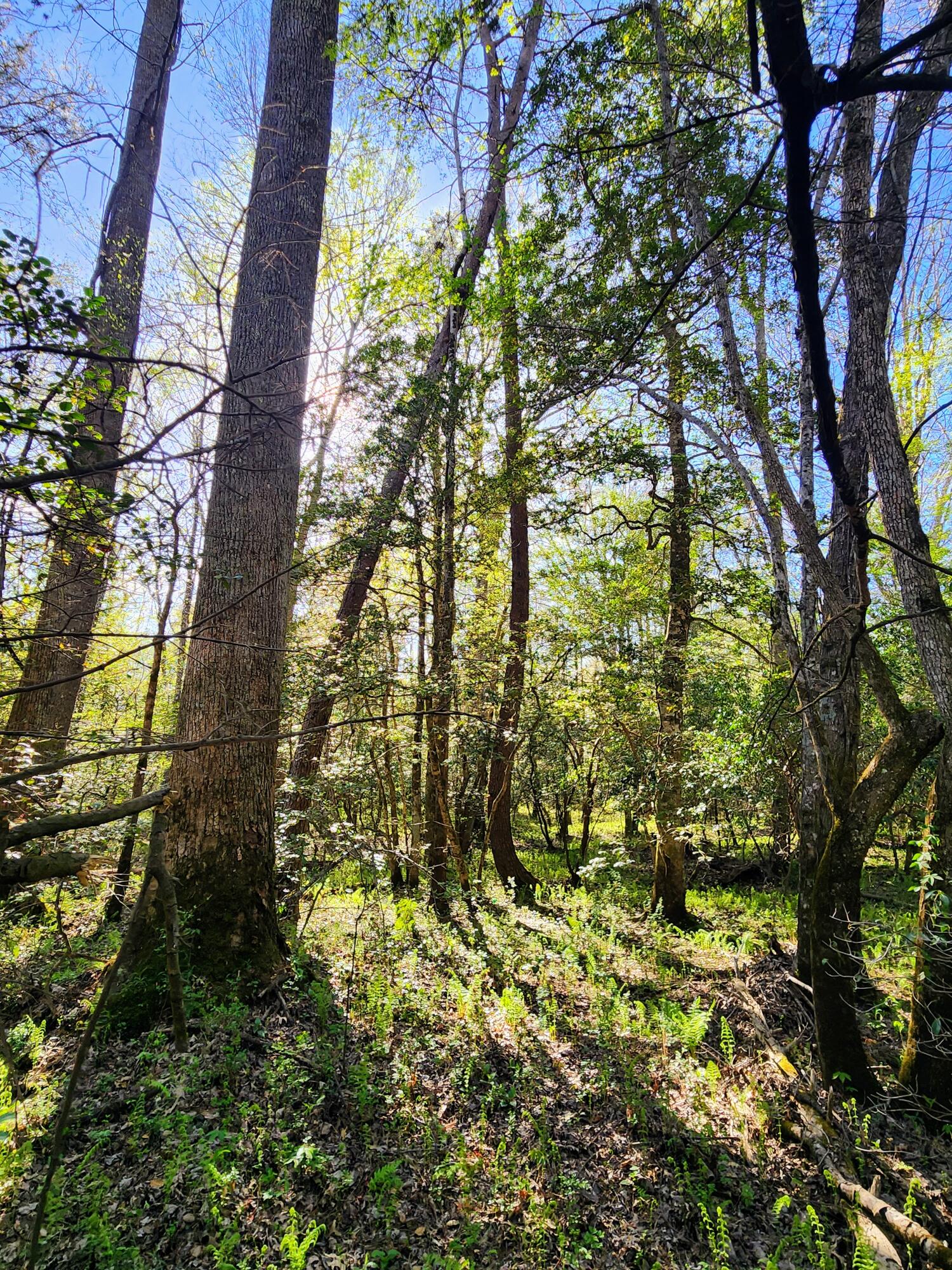 116 Keith Brewer Road Palmer, TN 37365 - Photo 47 of 70 20230416_163849