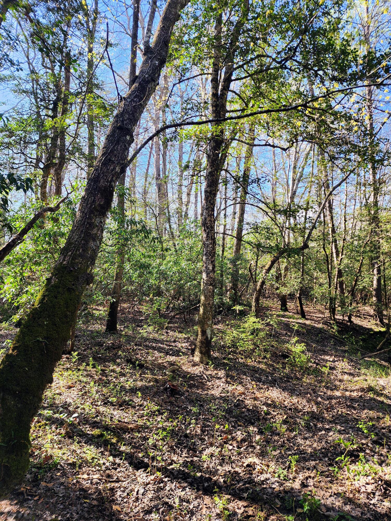 116 Keith Brewer Road Palmer, TN 37365 - Photo 57 of 70 20230416_163308