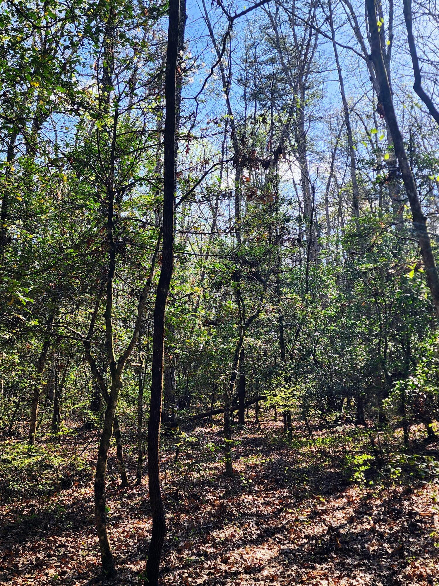 116 Keith Brewer Road Palmer, TN 37365 - Photo 62 of 70 20230416_162844