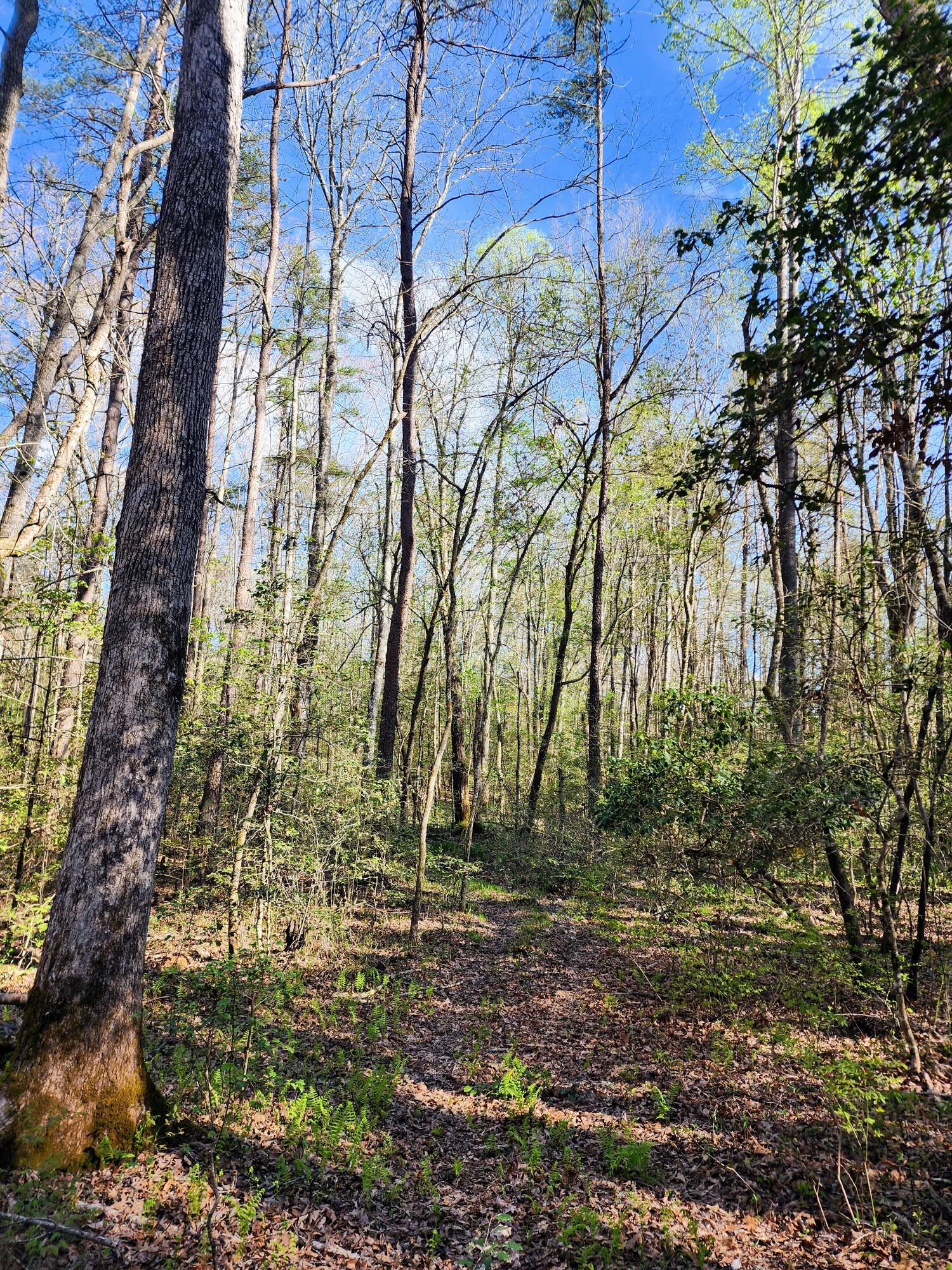 116 Keith Brewer Road Palmer, TN 37365 - Photo 64 of 70 20230416_162556