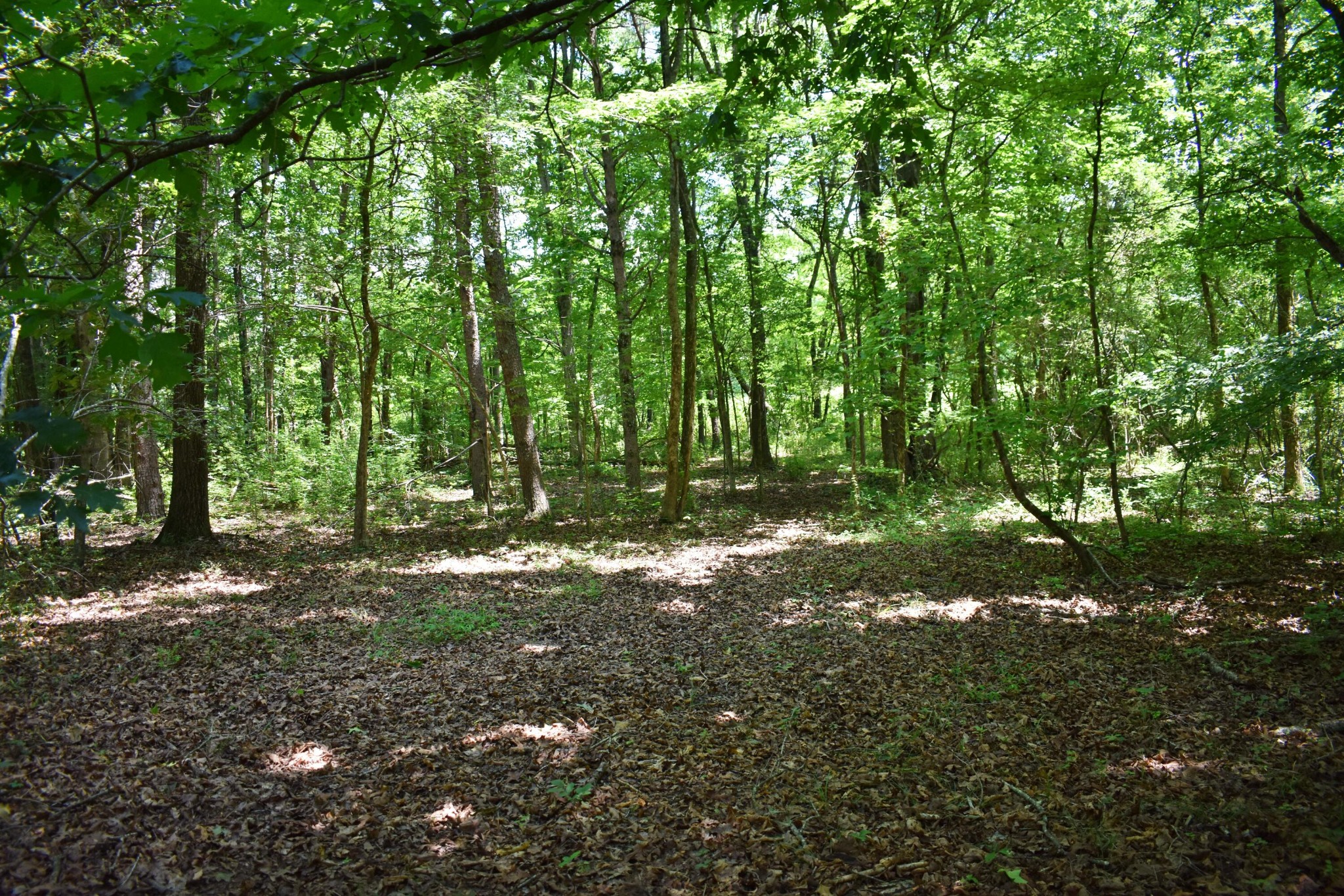 5858 Wolf Creek Road Spring City, TN 37381 - Photo 44 of 76