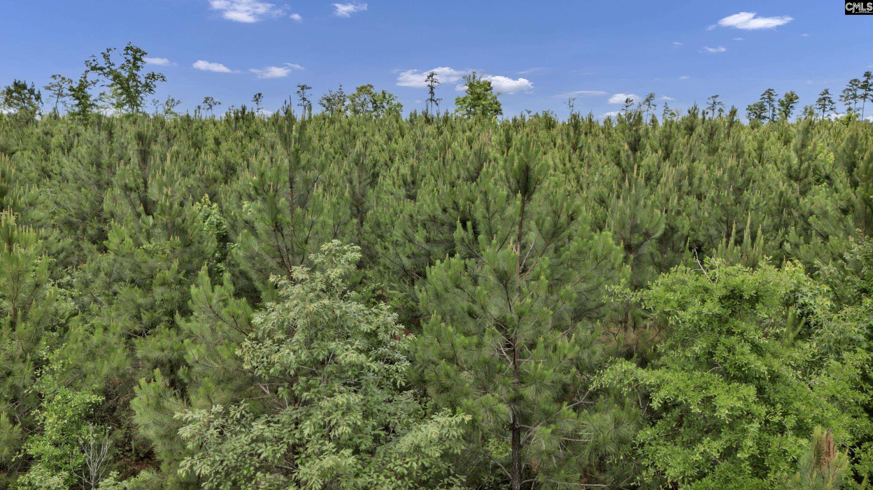 Na Bull Swamp Road North, SC 29112 - Photo 9 of 28