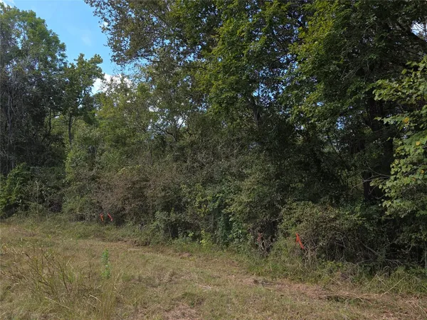 a view of a forest with large trees