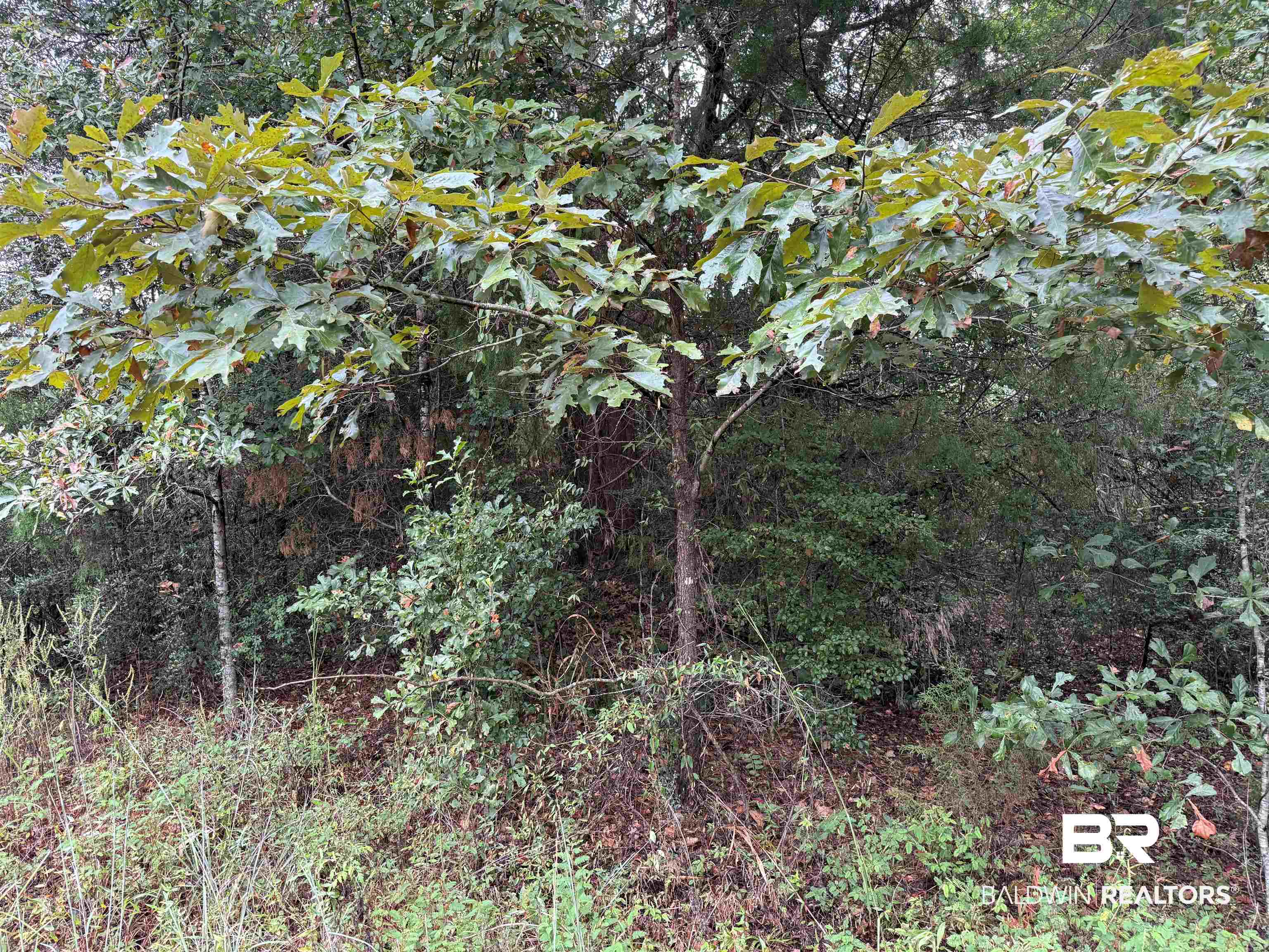 17606 Highway 41 Brewton, AL 36426 - Photo 10 of 13 View of local wilderness