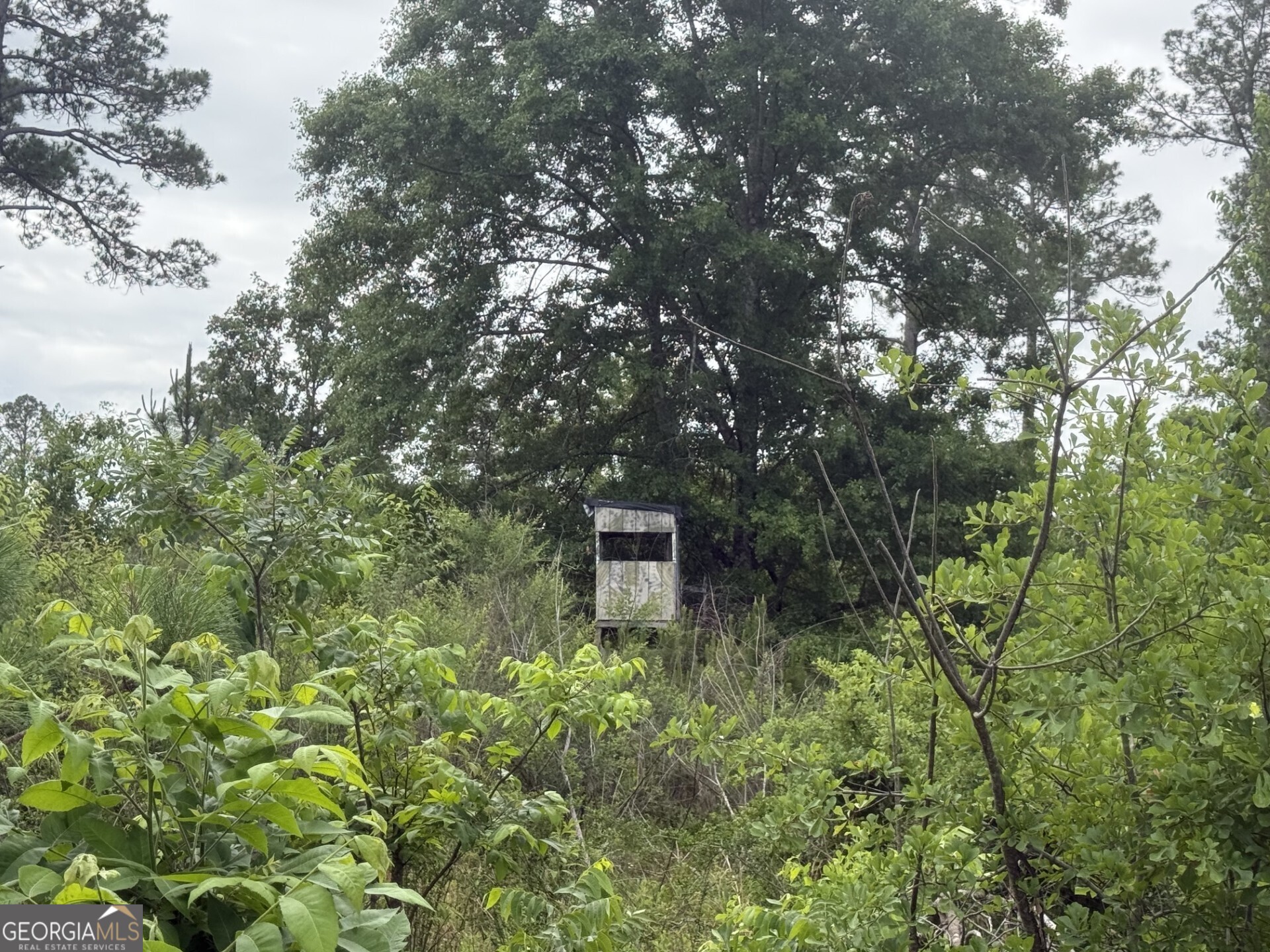 50 Harvest Road Coleman, GA 39836 - Photo 17 of 37 a picture of a tree
