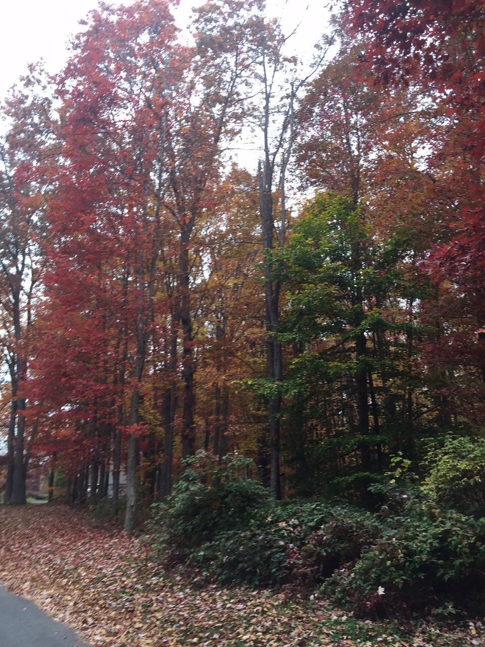 Hickory Ridge Maxwelton, WV 24957 - Photo 12 of 13 Gallery Image 12