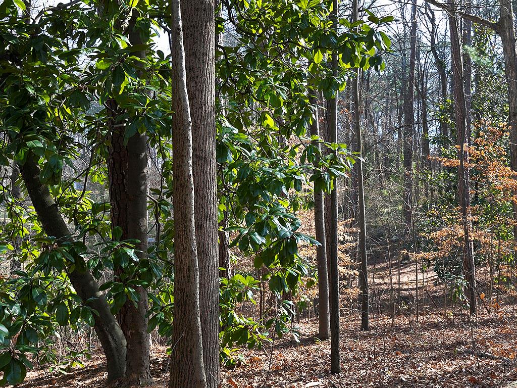 721 Woodvalley Road Southwest Mableton, GA 30126 - Photo 22 of 26 a view of tree