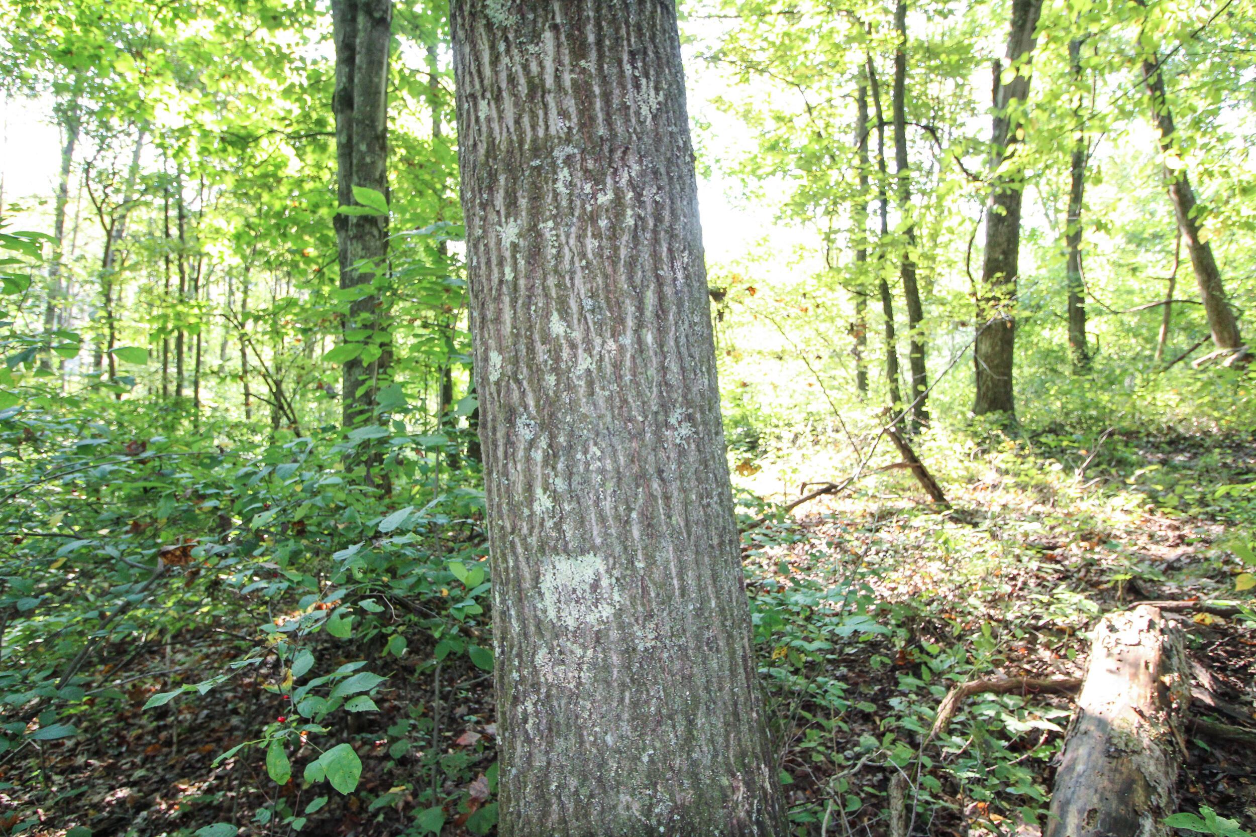 0 Southwest Post Boy Road Newcomerstown, OH 43832 - Photo 11 of 31 Gallery Image 11