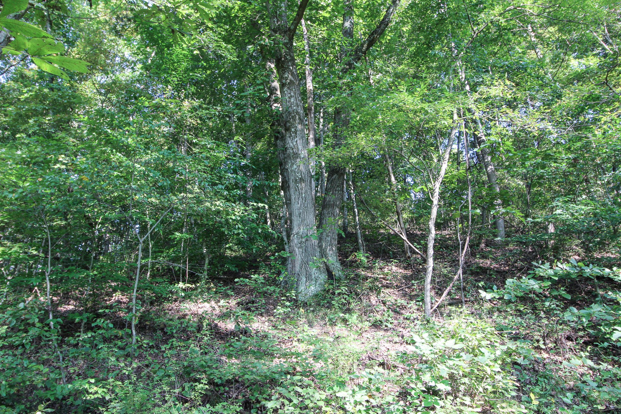 0 Southwest Post Boy Road Newcomerstown, OH 43832 - Photo 5 of 31 Gallery Image 5