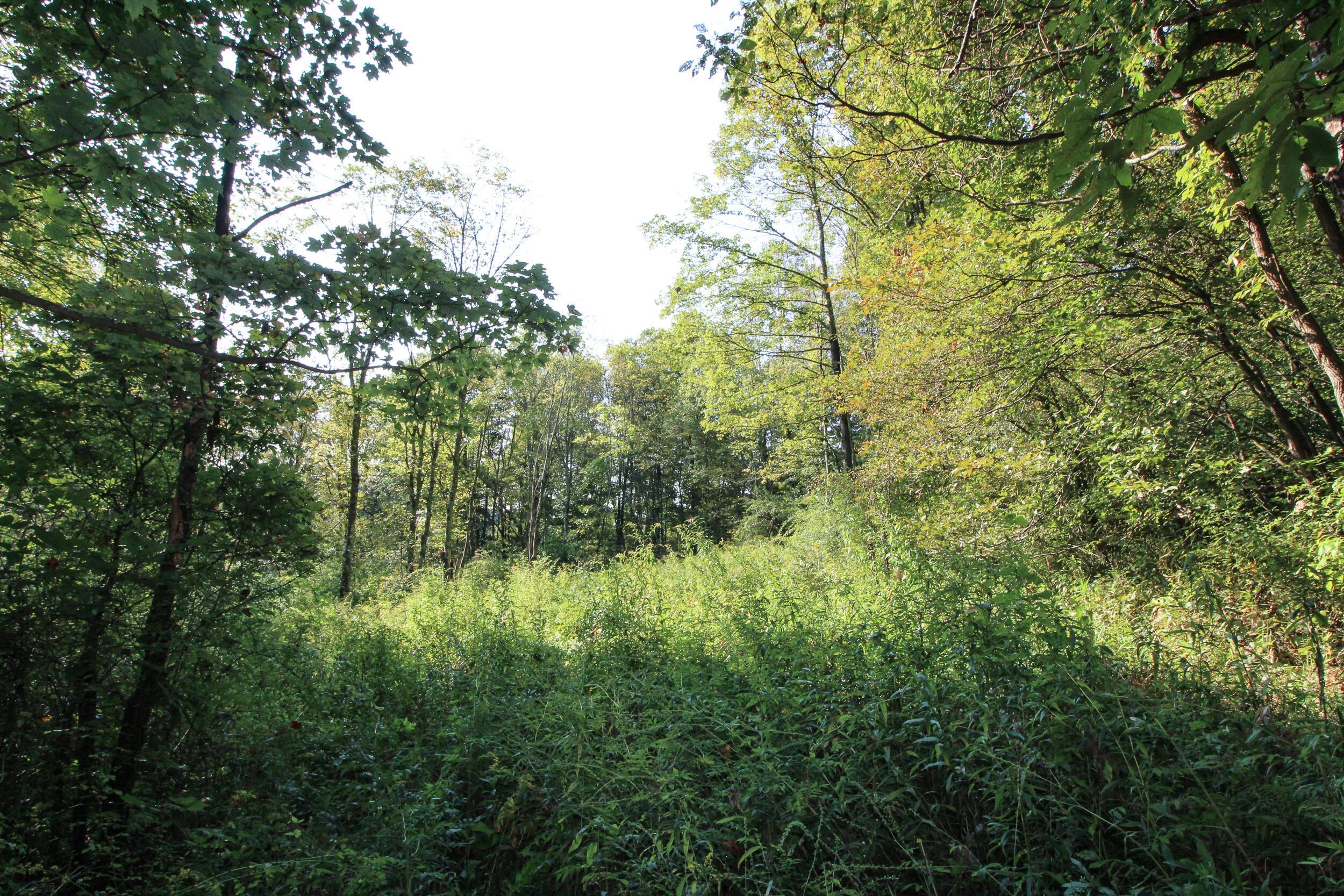 0 Southwest Post Boy Road Newcomerstown, OH 43832 - Photo 9 of 31 Gallery Image 9
