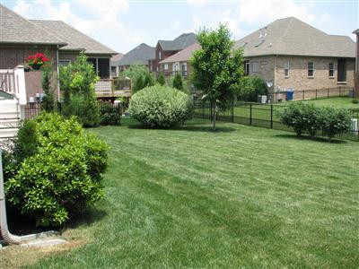 2412 Rockminster Road Lexington, KY 40509 - Photo 35 of 41 Lots of mature growth of the landscaping