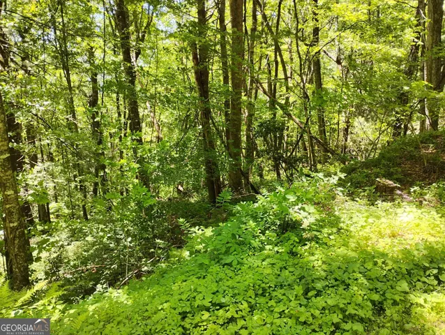 a view of a lush green forest