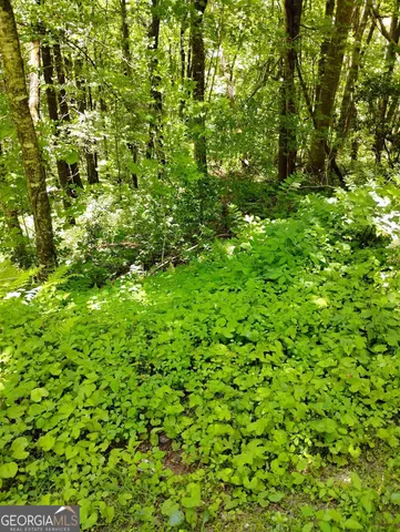 a view of a lush green forest