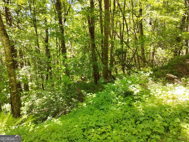 a view of a lush green forest