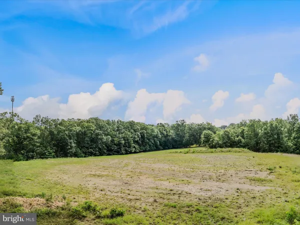 a view of a lush green forest