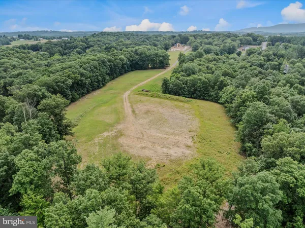 a view of a forest with trees in the background
