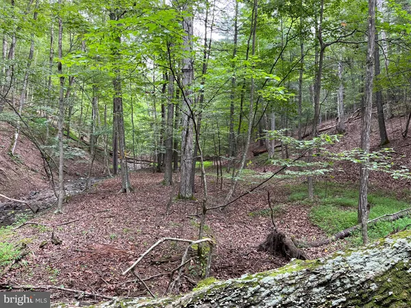 a view of a forest with trees