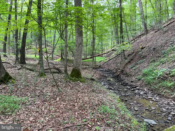 a view of a forest with trees