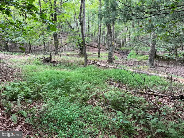 a view of a garden with large trees
