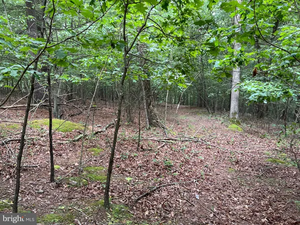 a view of a forest with trees in the background